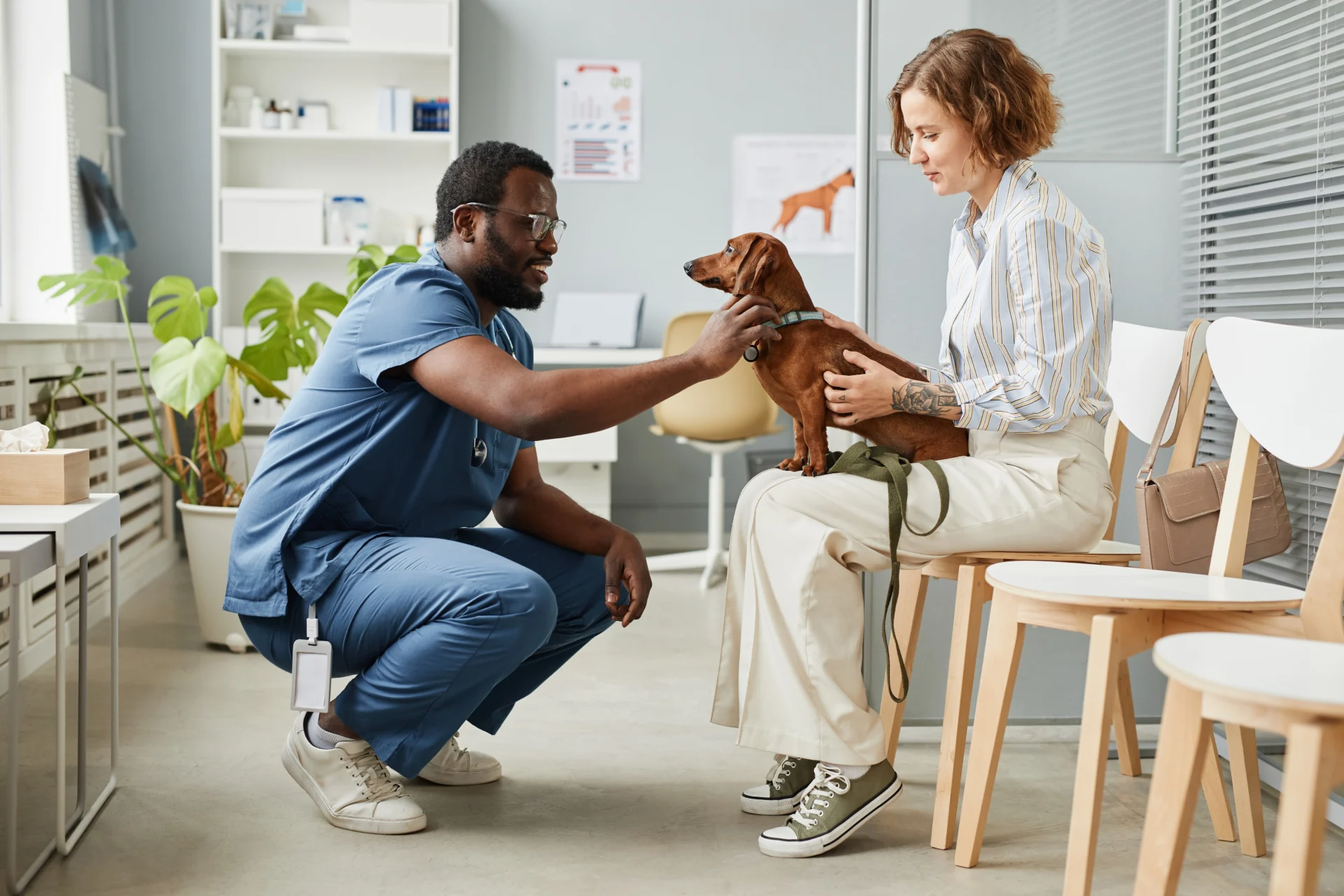 a vet kneeling to look at a lady holding her pet dog. the dog is a Dachshund